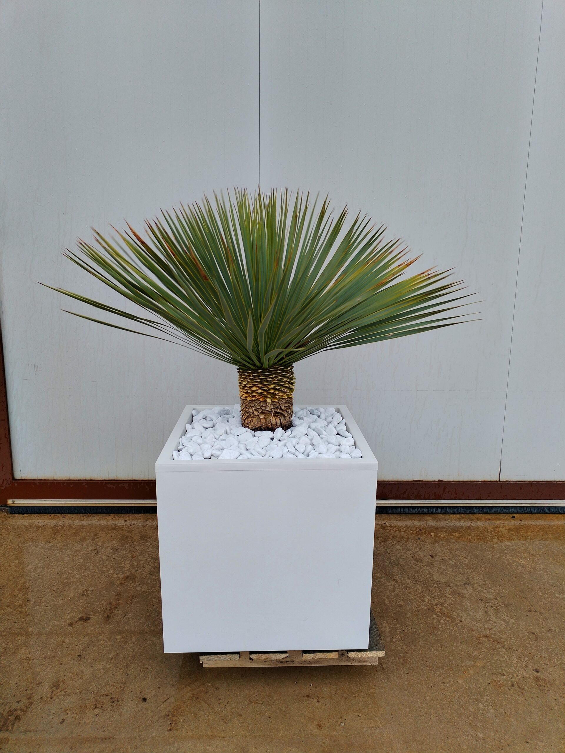 Yucca rostrata con vaso bianco (B59)