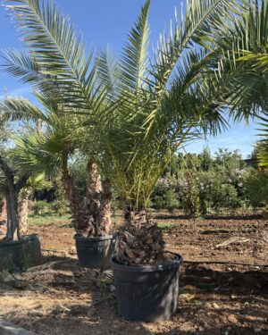 Phoenix Canariensis Tr 30/40 cm C 180 L