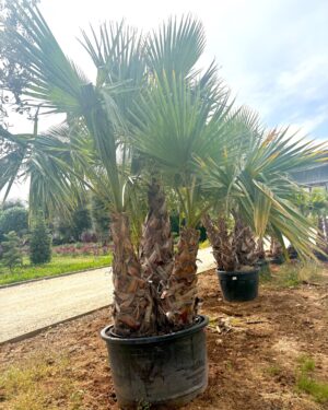 Washingtonia Robusta 3 tronchi altezza 300 / 350 cm