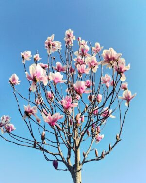 Magnolia da fiore Soulangeana circonferenza tronco 12cm