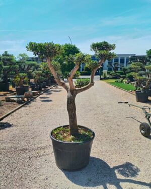 Ulivo Macrobonsai (454)