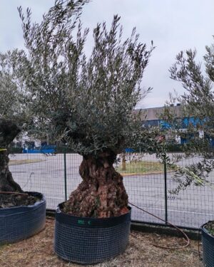 Ulivo bonsai (892)