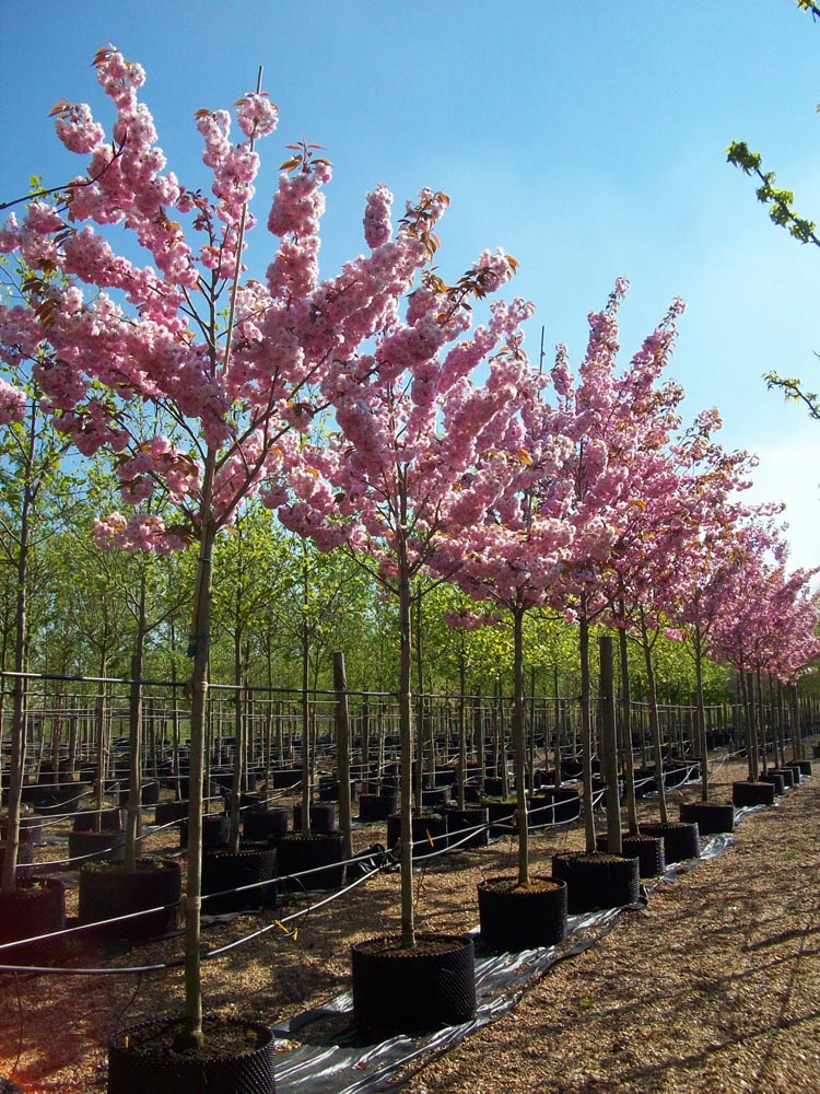 Ciliegio da fiore Prunus Kanzan circonferenza tronco 12/14 cm