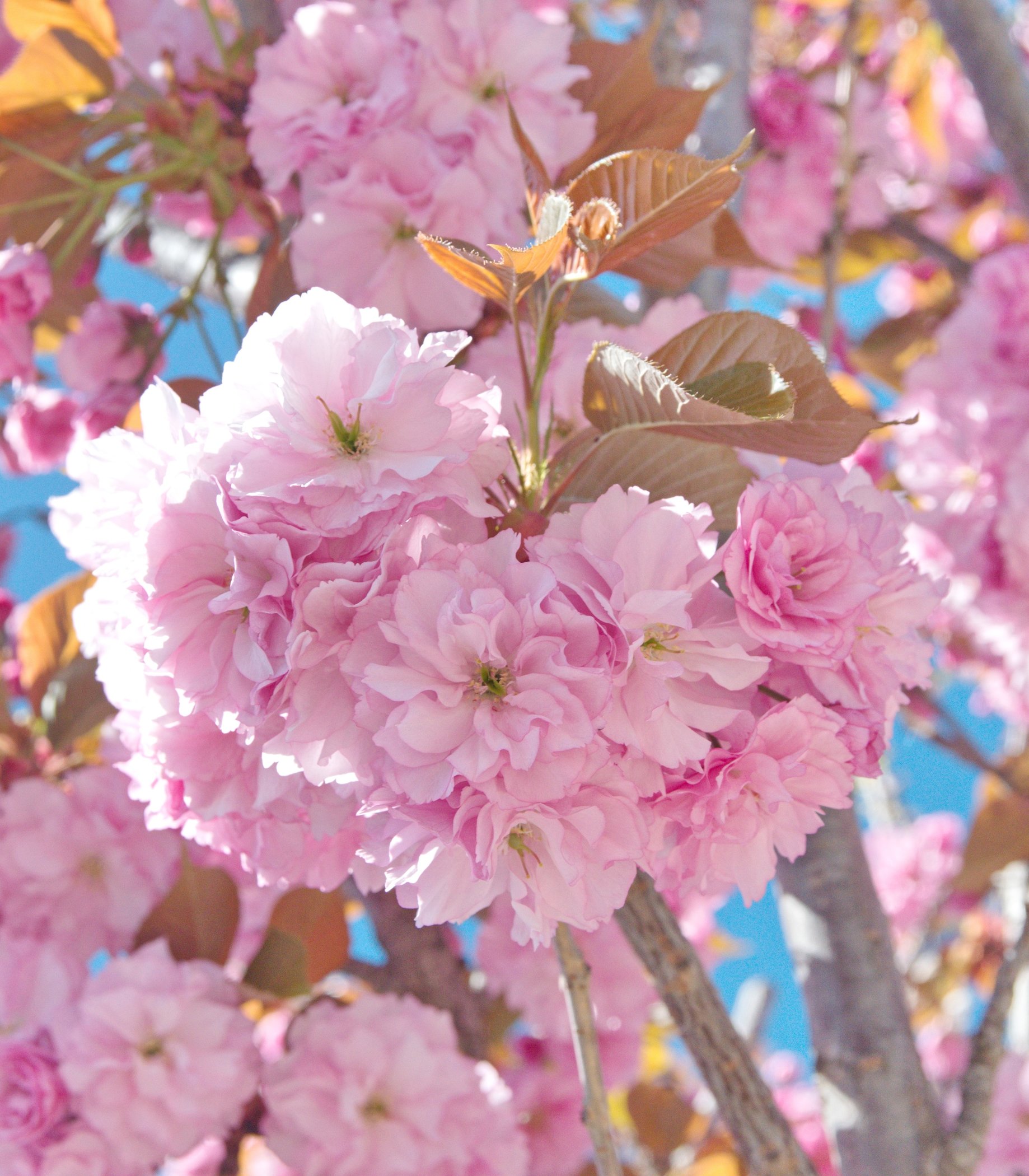 Ciliegio da fiore Prunus Kanzan circonferenza tronco 12/14 cm - immagine 2