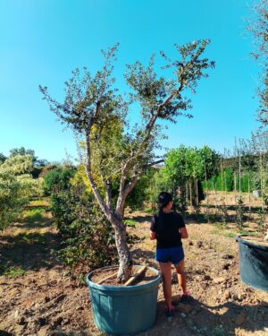 Quercia da sughero (700)