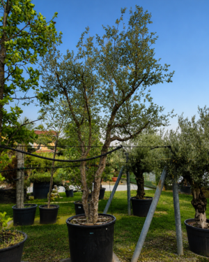 Quercia da sughero (950)