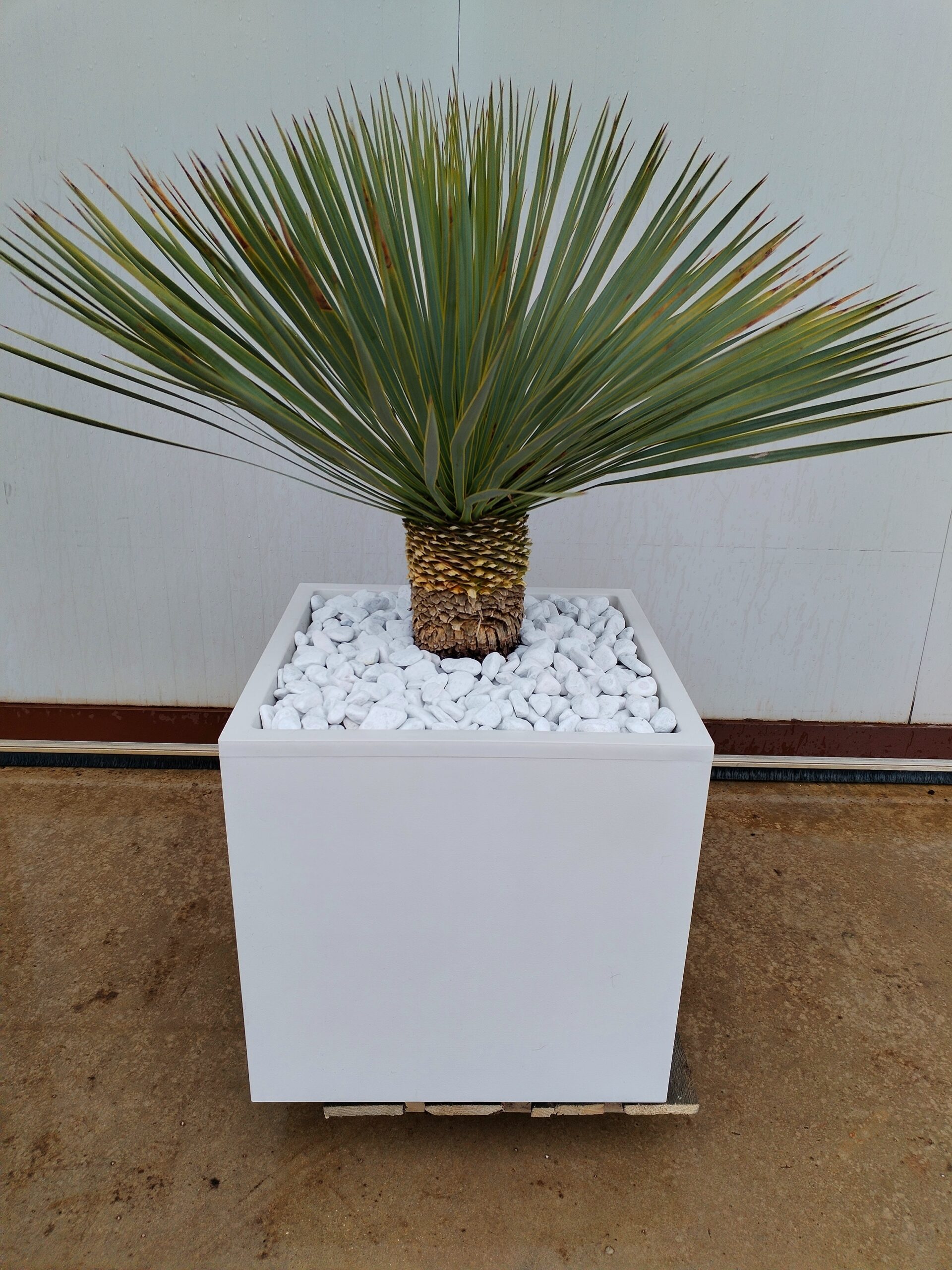 Yucca rostrata con vaso bianco (B59) - immagine 2