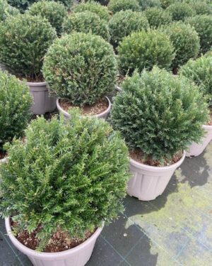 Taxus Baccata a sfera diametro 35/40 cm