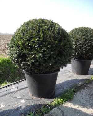 Taxus Baccata a sfera diametro 60/70cm