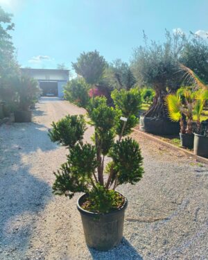 Taxus/Tasso macrobonsai