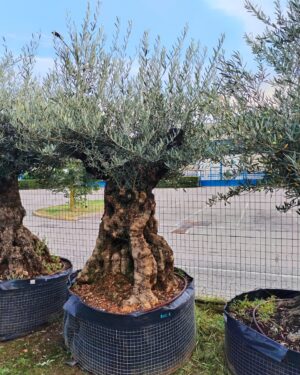 Ulivo bonsai (790)