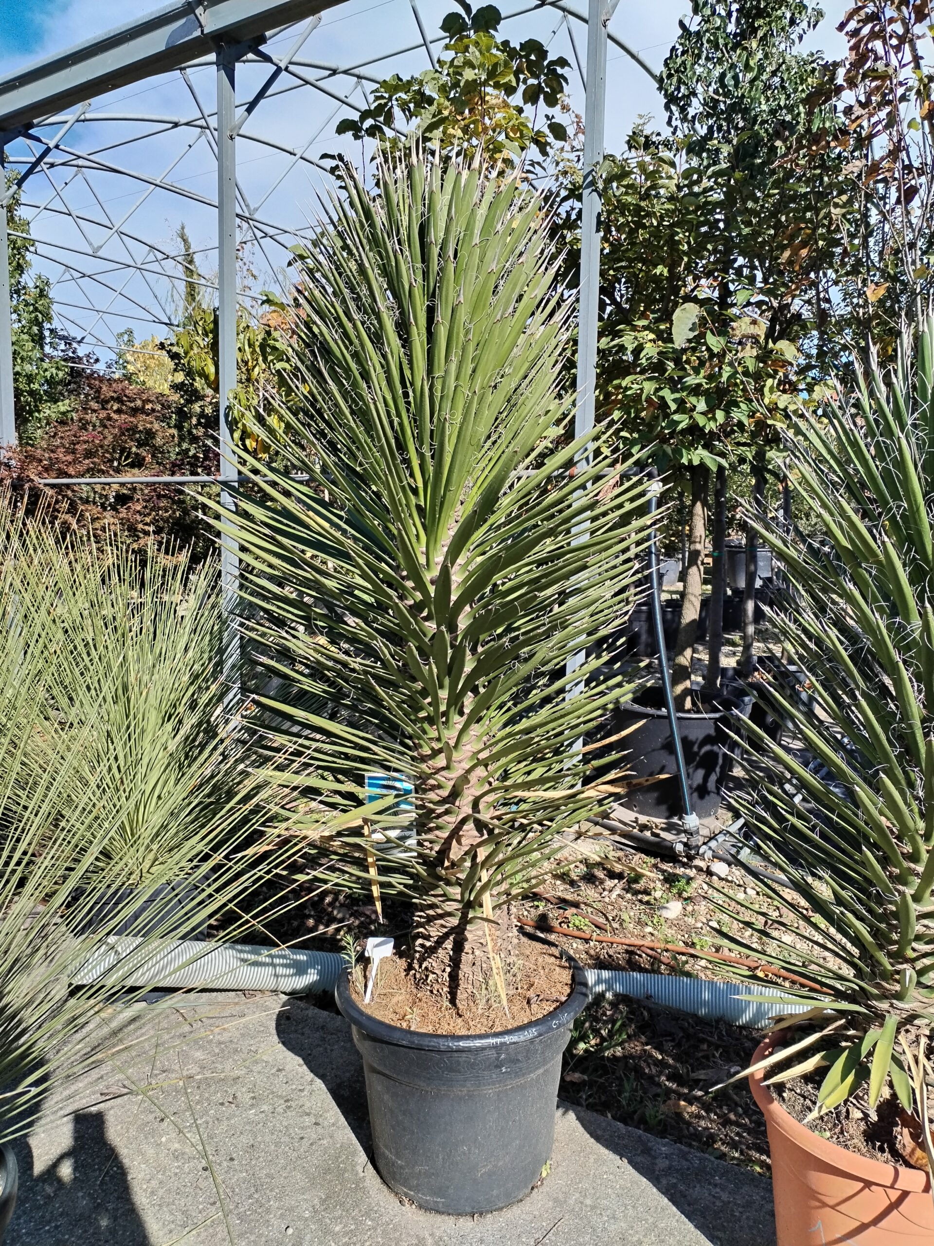 Yucca filifera australis altezza 150cm
