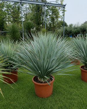 Yucca Rostrata altezza 80 cm
