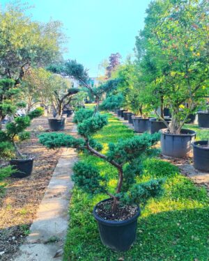 Juniperus azzurro macrobonsai altezza 160/180 cm