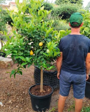 Citrus Limon - Limone (130)