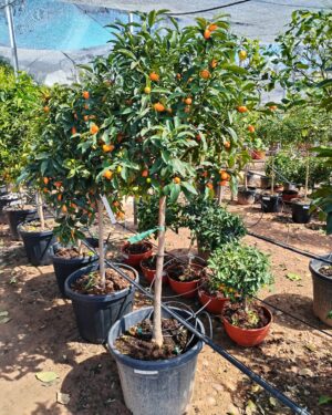 Citrus Cumquat - Mandarino Cinese (130)