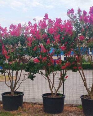 Lagerstroemia fiore fucsia a cespuglio H 220/250cm
