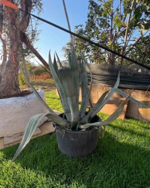 Agave americana (agave blu)