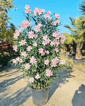 Oleandri H 180-200 cm (fiori rosa-rosso-bianco)
