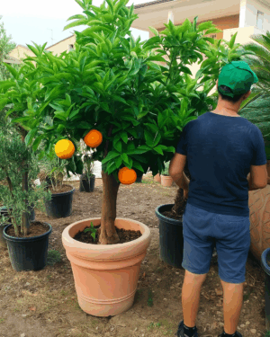 Citrus Sinensis – Arancio (290)