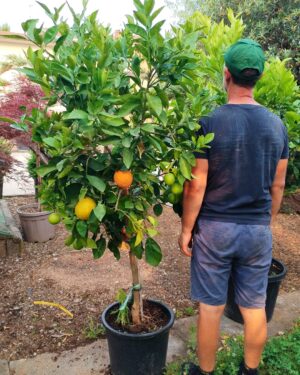 Citrus Sinensis - Arancio (130)