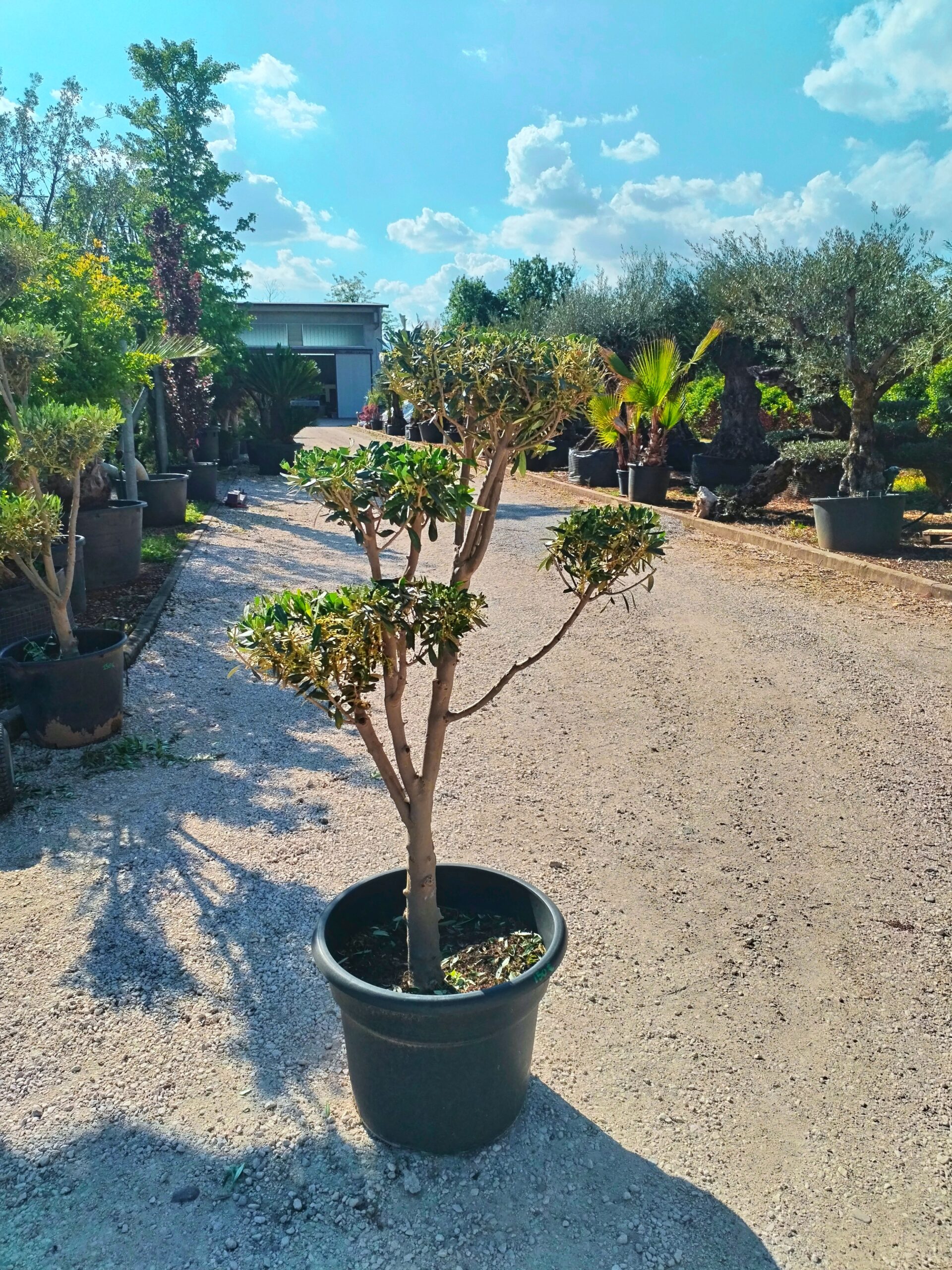 Ulivo Macrobonsai (150)