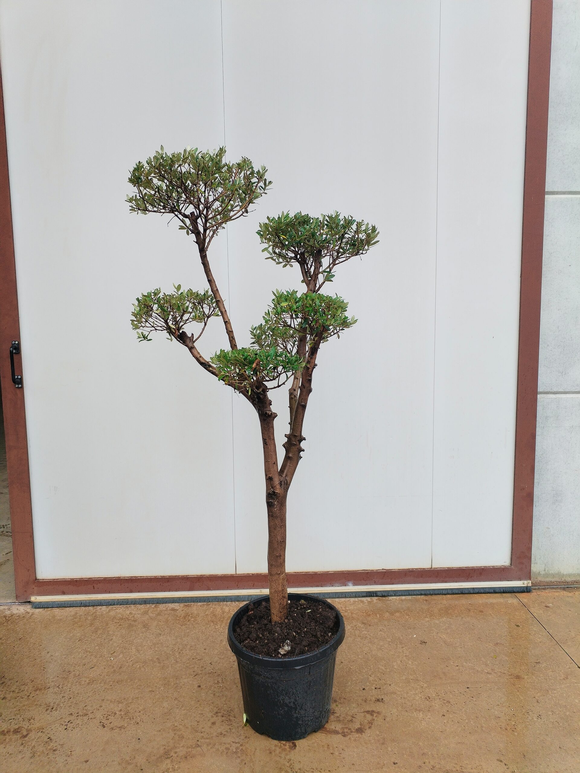 Ulivo Macrobonsai (192)