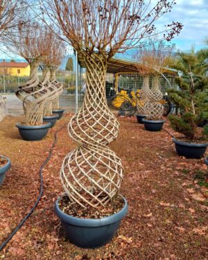 Lagerstroemia a Bottiglia