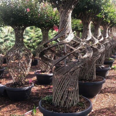 lagerstroemia giappone cina arte topiaria anfora bottiglia spirale vaso - Shop - Vivai Podavini Andrea