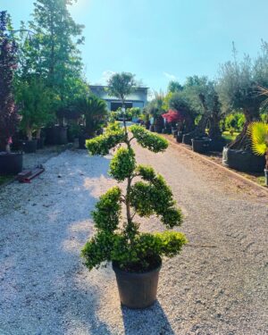 Ilex Crenata macrobonsai (190)
