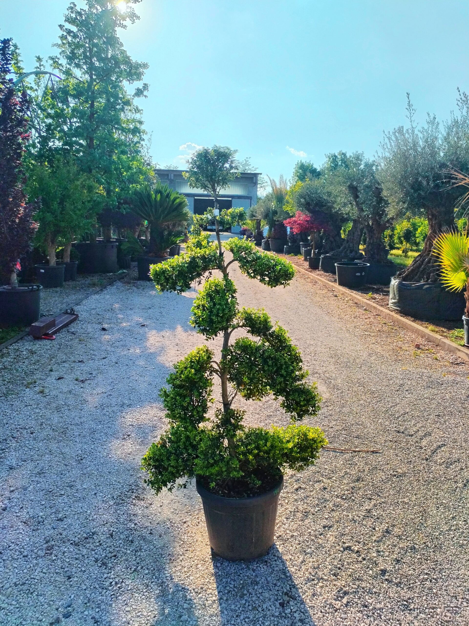 Ilex Crenata macrobonsai (190)