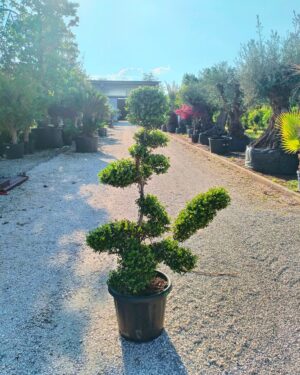 Ilex Crenata macrobonsai (191)
