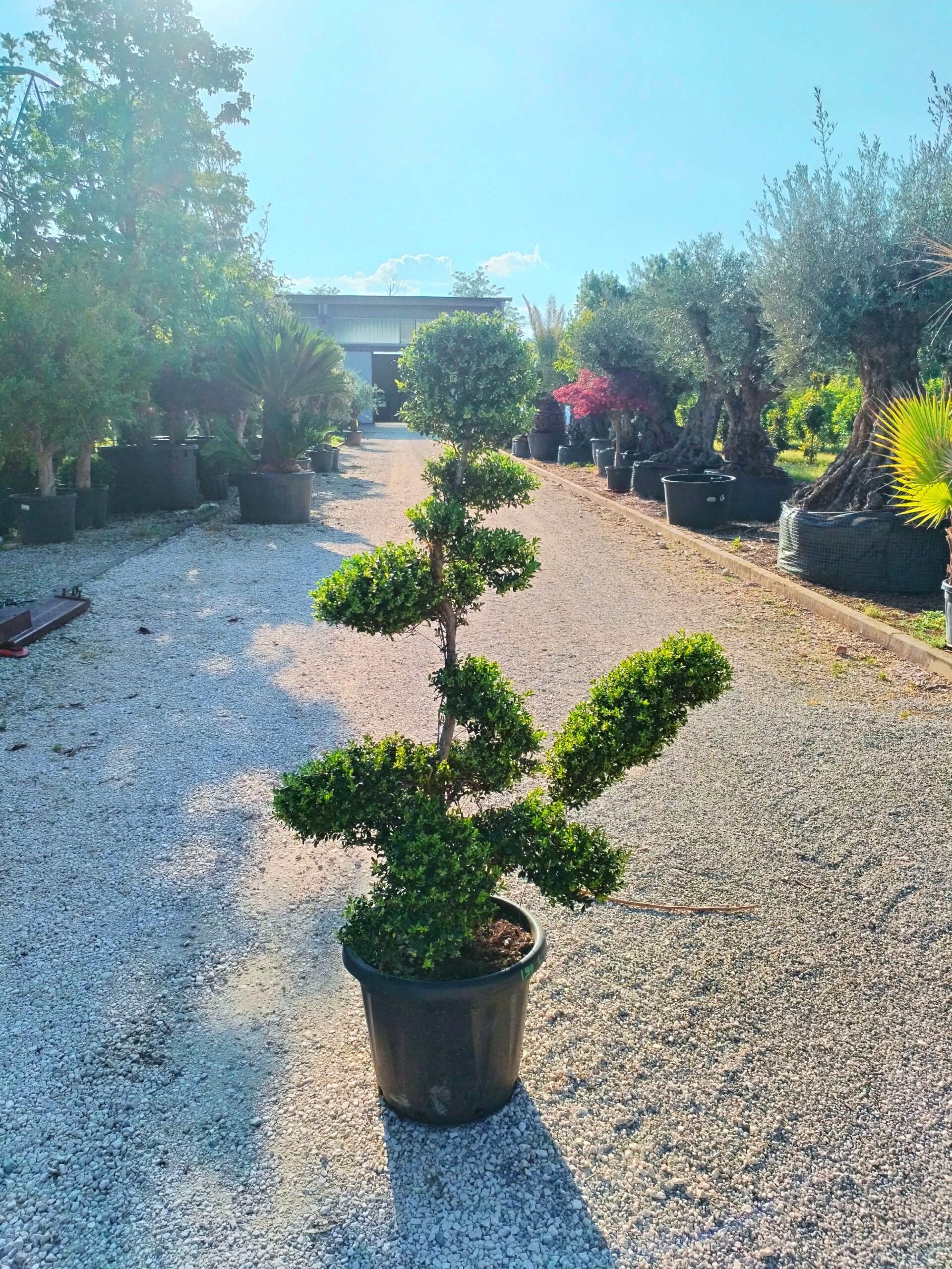 Ilex Crenata macrobonsai (191)
