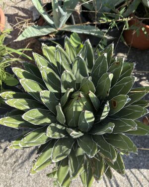 Agave Victoriae-Reginae