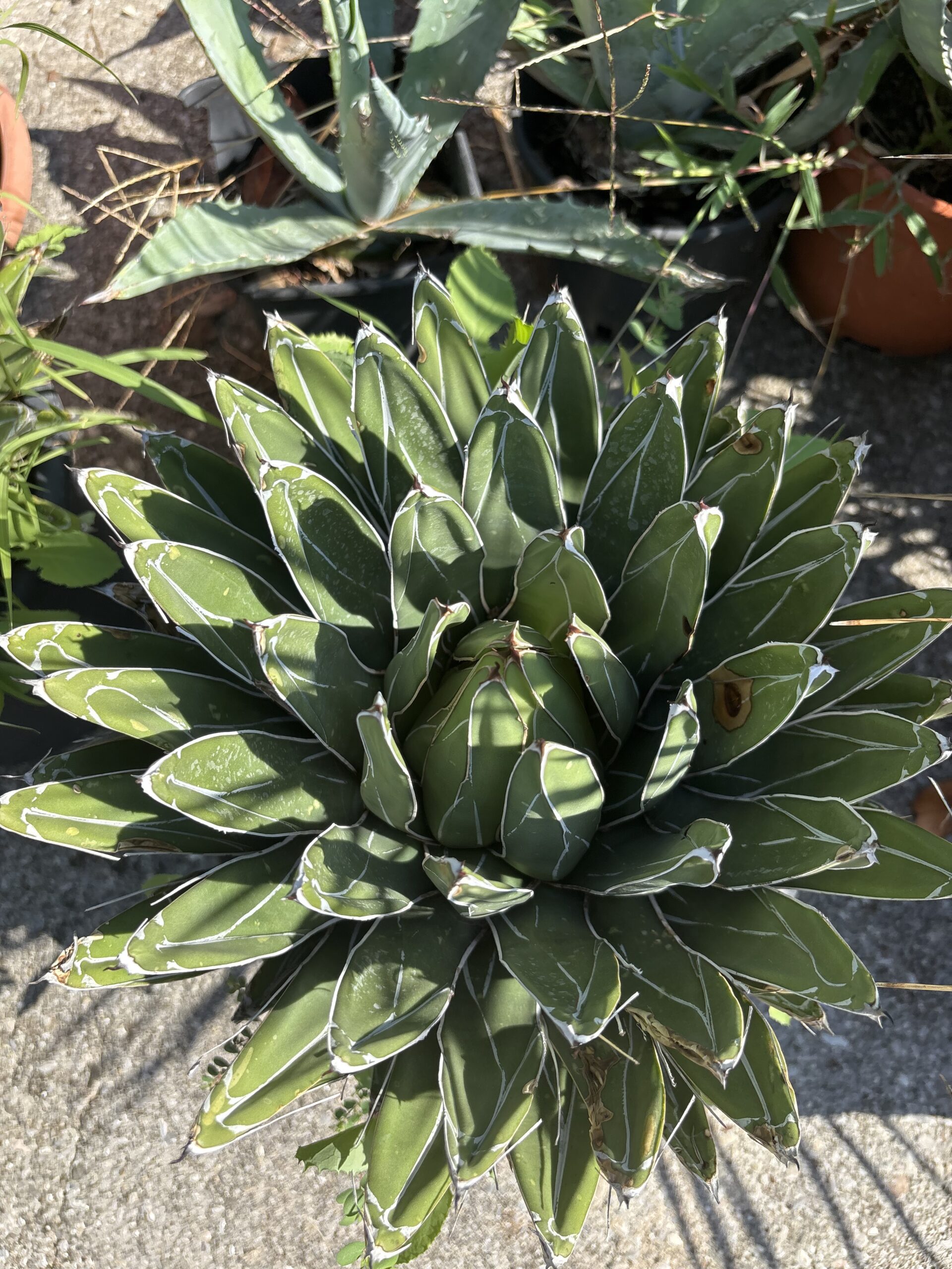 Agave Victoriae-Reginae
