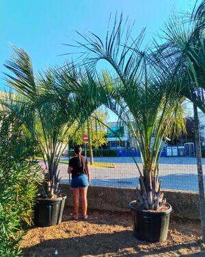 Butia Capitata altezza tronco 60 cm