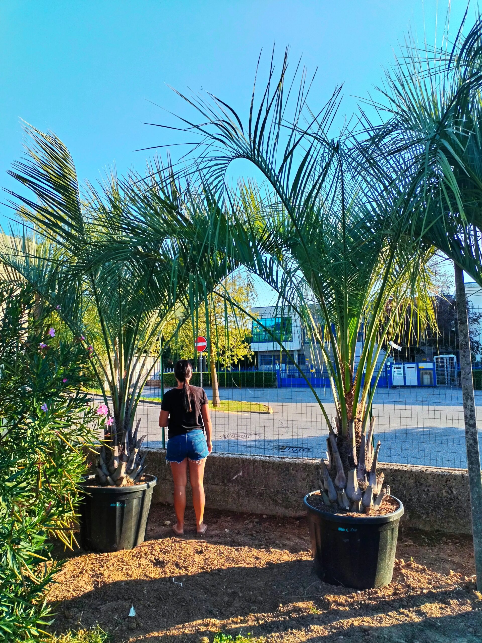Butia Capitata altezza tronco 60 cm