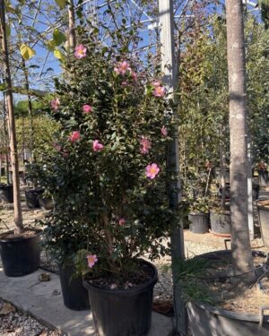 Camelia Sasanqua rosa