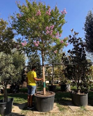 Esemplare di Lagerstroemia indica rosea ad albero