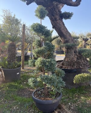 Chamaecyparis pisifera boulevard