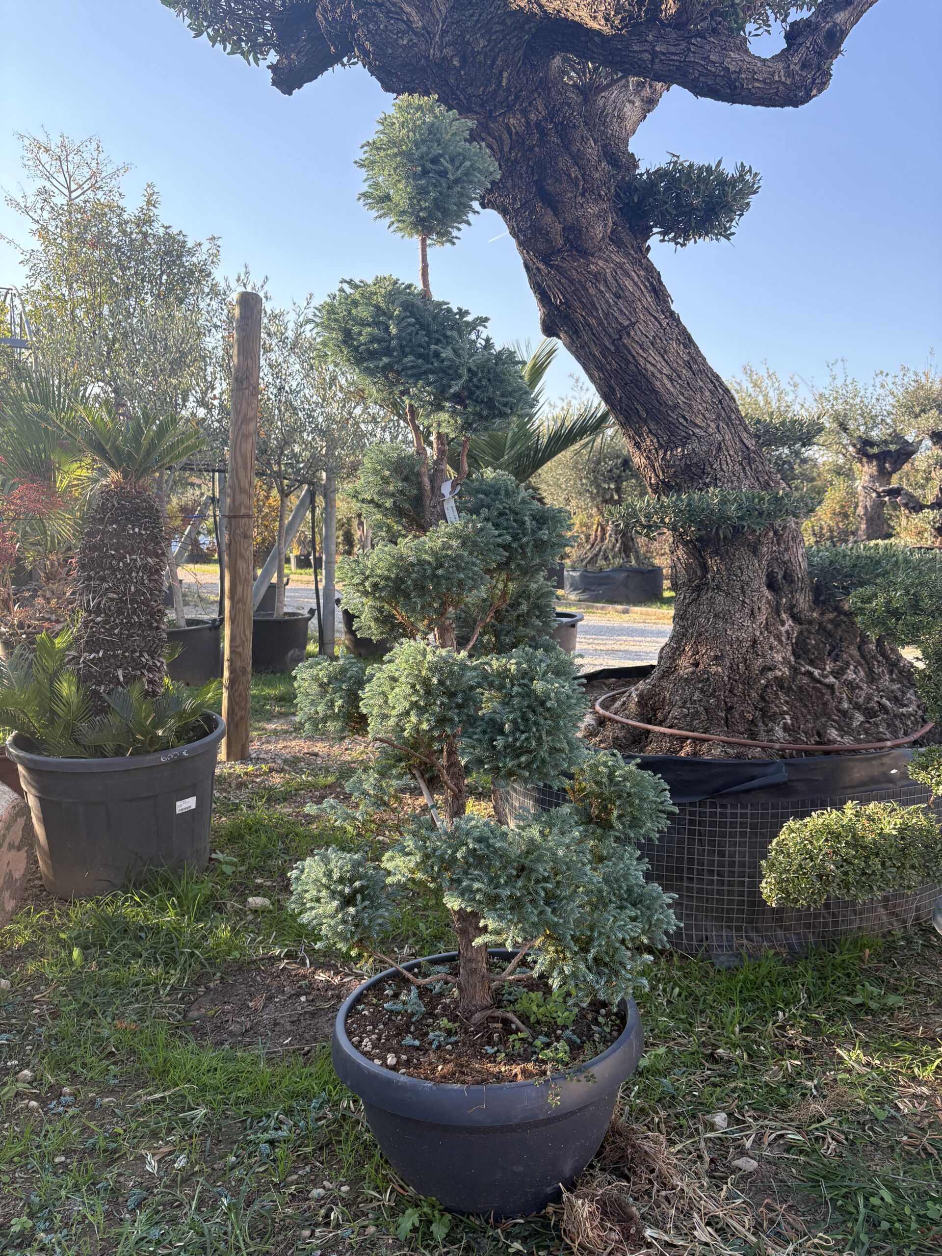 Chamaecyparis pisifera boulevard