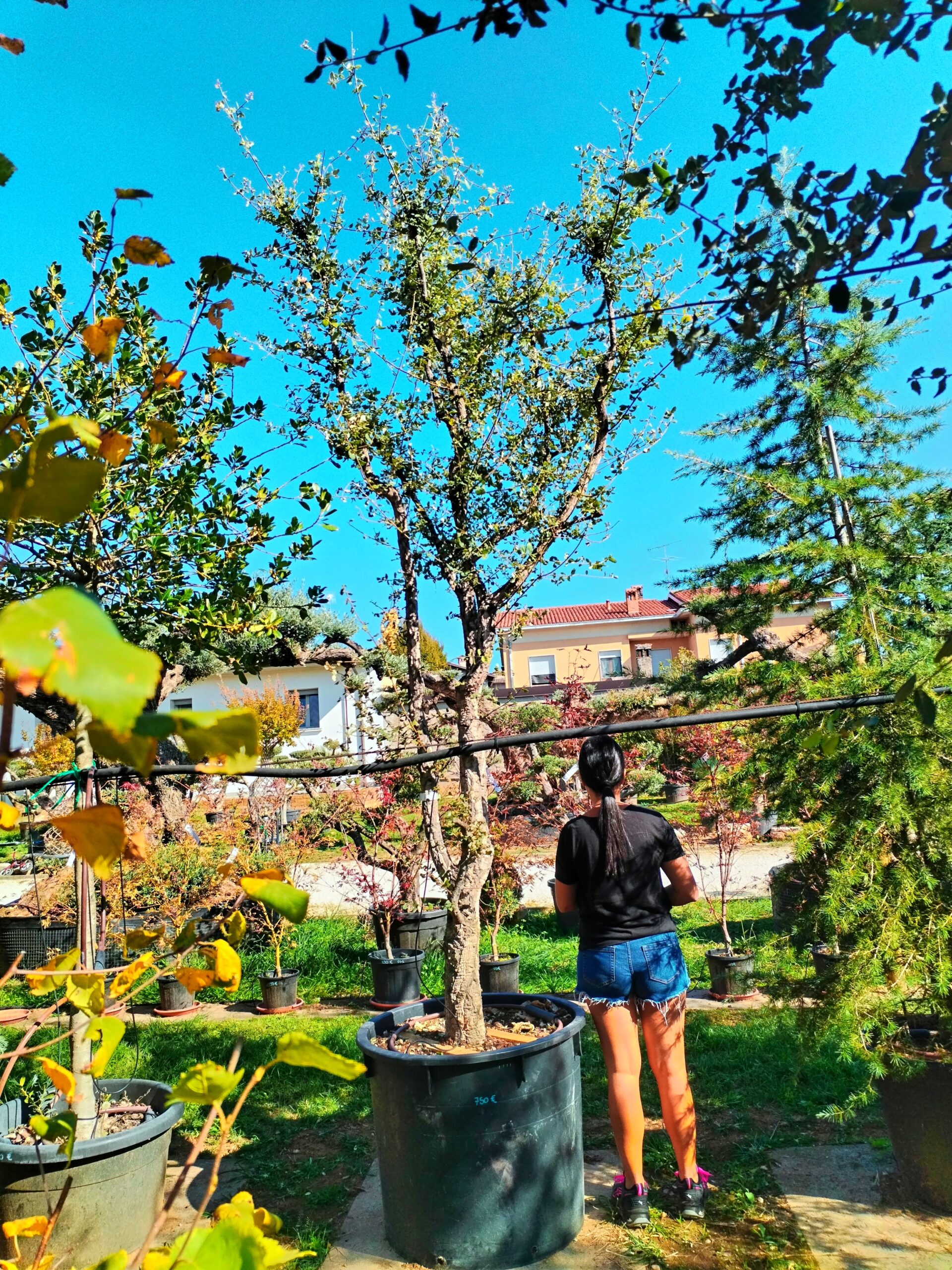 Quercia da sughero (751)