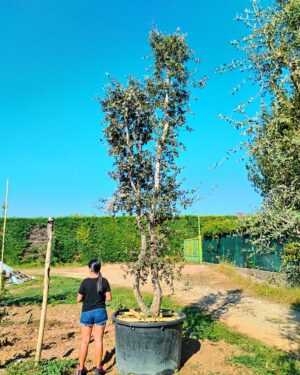 Quercia da sughero (901)