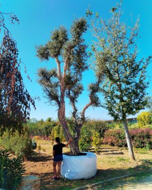 Quercia da sughero esemplare (3500)